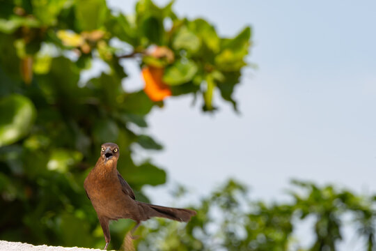 A female Mexican Grackle (Quiscalus mexicanus) walking on a fence 