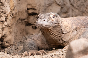 Beautiful komodo dragon shows its large claws.