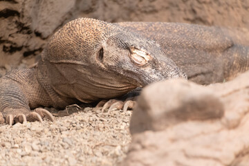 Dragon of komodo sleeping