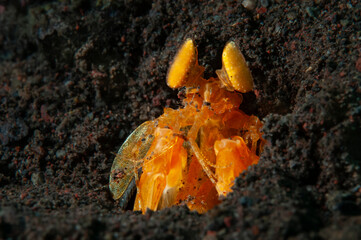 Golden mantis shrimp