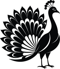  peacock silhouette, fanned tail, elegant bird

