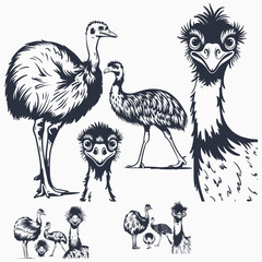 Obraz premium Funny Ostrich svg File for Cricut, Emu ClipArt, australian bird vector, animal Peeking Head png, t-shirt printable design, head in sand