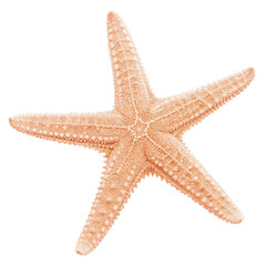 High-Resolution Image of a Peach-Colored Starfish on a White Background