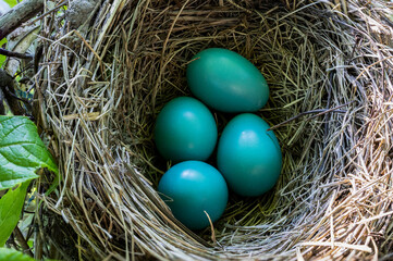4 Colorful American Robin Eggs in a Nest