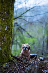 shih tzu dog near a tree in the mountains