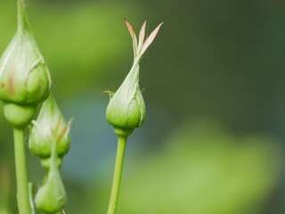 Close up of rose buds