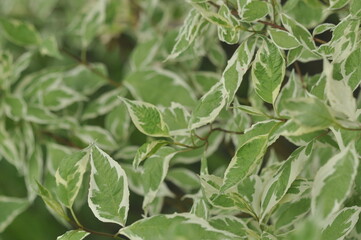 Decorative plant on the flower bed, soft focus , close up
