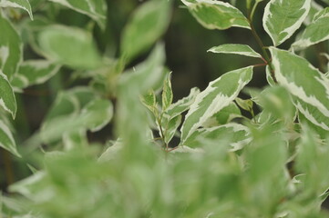 Decorative plant on the flower bed, soft focus , close up