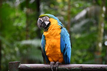  Arara-canindé (Ara ararauna) 