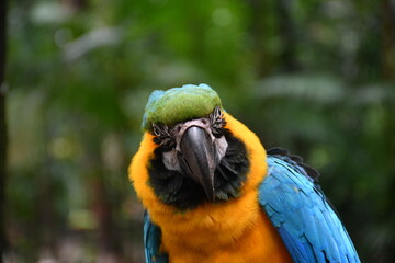  Arara-canindé (Ara ararauna) 