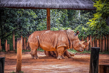 Rinoceronte (zoológico de são paulo)