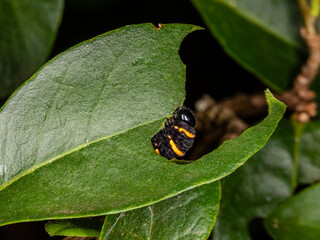 Caterpillar eating leaf on a tree