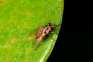 Housefly (Musca domestica) on green leaf
