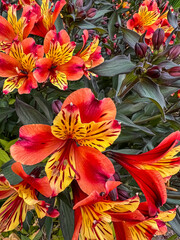 red and yellow flowers