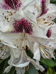 View of rhododendron closeup 