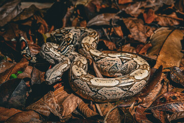 Fototapeta premium Jiboia (Boa constrictor)