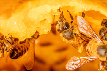 Macro photograph of bee eating mango