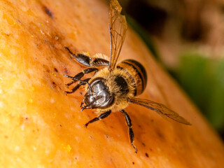 Macro photograph of bee eating mango