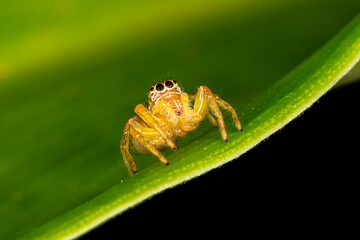 Small jumping spider on green leaf