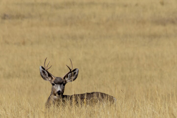 Serene deer resting in golden grassland during sunset in Japan's peaceful countryside