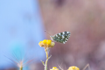 Colorful butterfly resting on a yellow flower in a sunny meadow during springtime