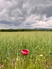 field of poppies