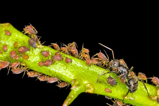 Aphids or plant lice are tiny insects that feed on plant sap, the aphidid superfamily, or Aphidoidea