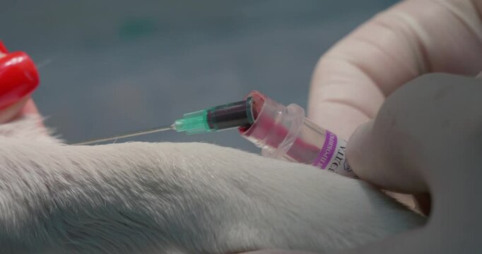 A veterinarian carefully inserts a needle into a dog's vein, drawing blood for lab testing. The blood drips into a test tube with a needle inserted into a vein in the dog's paw.