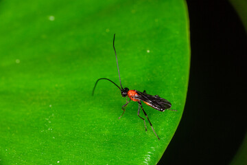 Macro photography of small insects