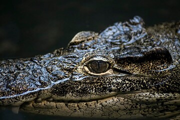The Cuban Crocodile (Crocodylus rhombifer).