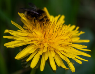 Hummel