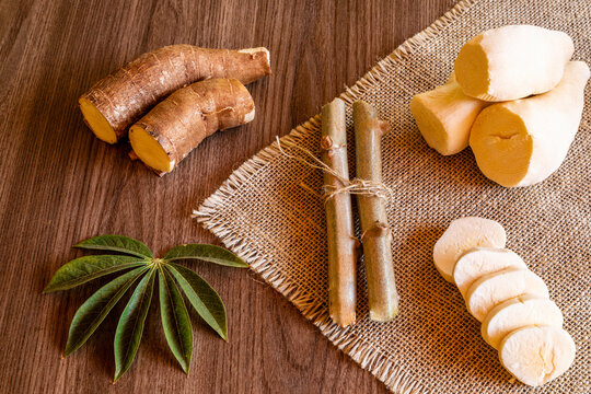 Cassava, also called manioc, yuca, balinghoy, mogo, mandioca, kamoteng kahoy, tapioca and manioc root, a woody shrub of the Euphorbiaceae family native to South America.
