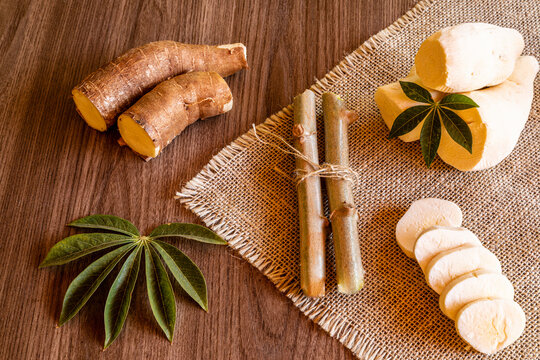Cassava, also called manioc, yuca, balinghoy, mogo, mandioca, kamoteng kahoy, tapioca and manioc root, a woody shrub of the Euphorbiaceae family native to South America.