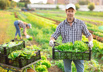 Hired male worker carries plastic box with harvest of lettuce salad