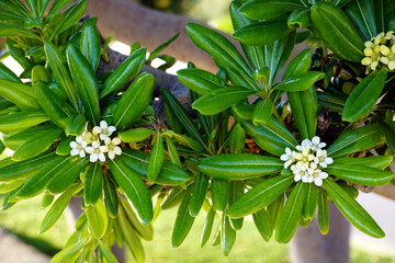 Pittosporum tobira or species of sweet smelling flowering plant with tiny little white flowers