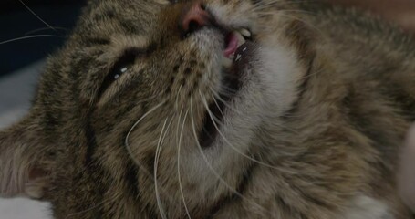 A veterinarian examines a sick tabby cat with difficulty breathing lying on a table in a veterinary clinic showing signs of discomfort and illness. The cat has a stuffy nose and is breathing heavily.