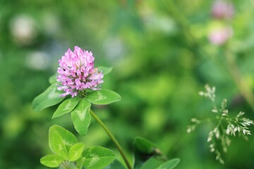 핑크색 붉은토끼풀, 외래식물