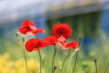 아름다운, 빨간색 꽃양귀비