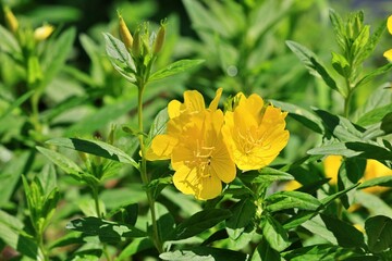 노랗게 핀 황금낮달맞이꽃