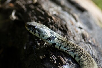 The grass snake (Natrix natrix), sometimes called the ringed snake or water snake