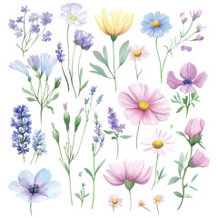Watercolor wildflowers and meadow blossoms collection on white background