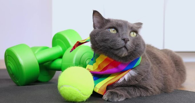 Gray cat wearing rainbow scarf lounging on yoga mat, surrounded by tennis ball and dumbbells, displaying changing facial expressions during filming sequence. Cat and sport concept