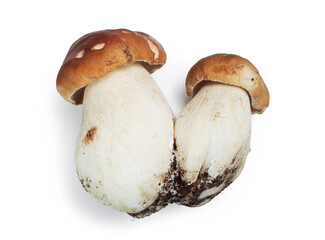Mushrooms Boletus edulis (porcini) on a white background.