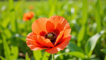 Fototapeta premium Bright orange poppy flower blooming in a green field 