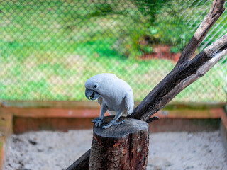 The white cockatoo (Cacatua alba), also known as the umbrella cockatoo, is a medium-sized all-white...