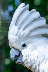 The white cockatoo (Cacatua alba), also known as the umbrella cockatoo, is a medium-sized all-white cockatoo endemic to tropical rainforest on islands of Indonesia