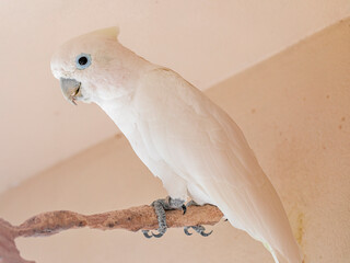 The Tanimbar corella (Cacatua goffiniana) also known as Goffin’s cockatoo or the blushing...