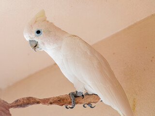 The Tanimbar corella (Cacatua goffiniana) also known as Goffin’s cockatoo or the blushing...