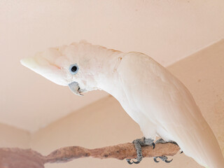 The Tanimbar corella (Cacatua goffiniana) also known as Goffin’s cockatoo or the blushing...