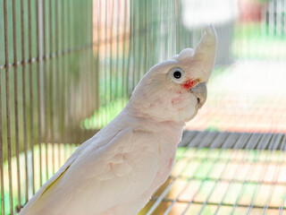 The Tanimbar corella (Cacatua goffiniana) also known as Goffin’s cockatoo or the blushing...